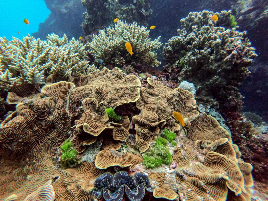 yellow and black coral reef